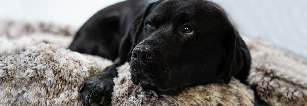 Fellando 10% Rabattcode = Ella 